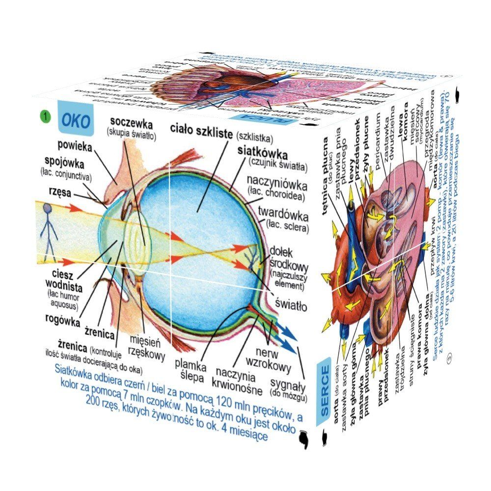 Polish Human Body Systems and Statistics Cube Book