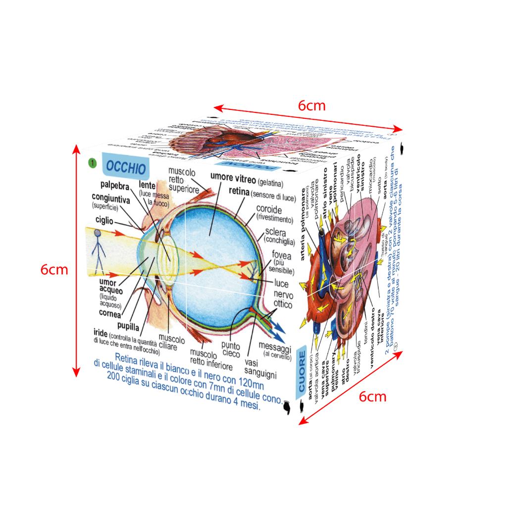 Human Body Systems and Statistics Cubebook - ZCC5020