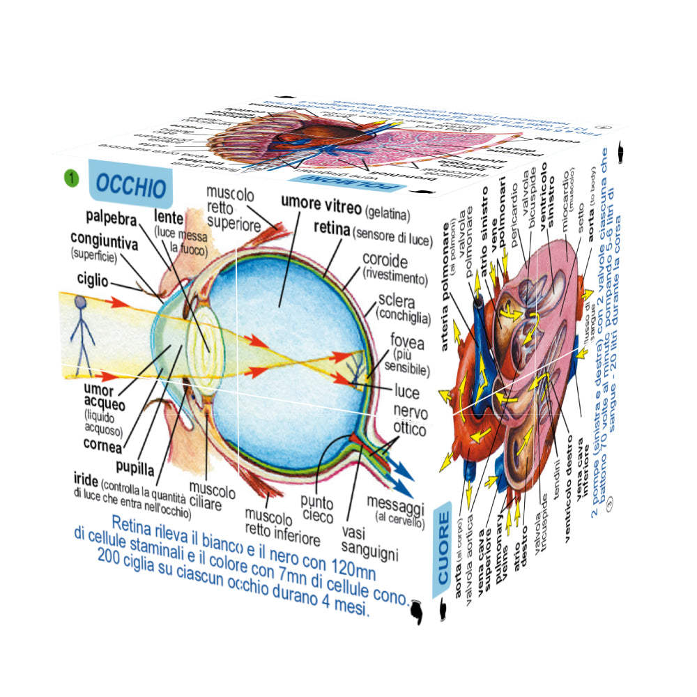 Human Body Cube Book - Italian